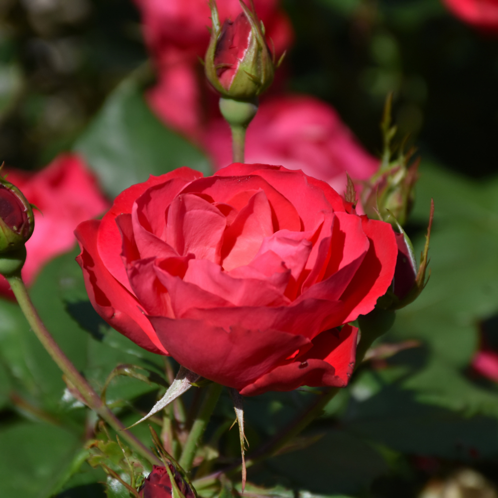 Oso Easy Double Red® Rose Ship My Plants