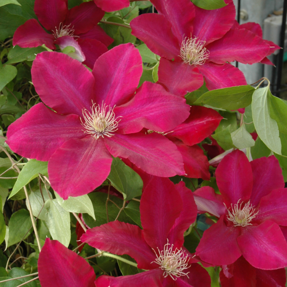 Rebecca Clematis - 8" Pot | Ship My Plants