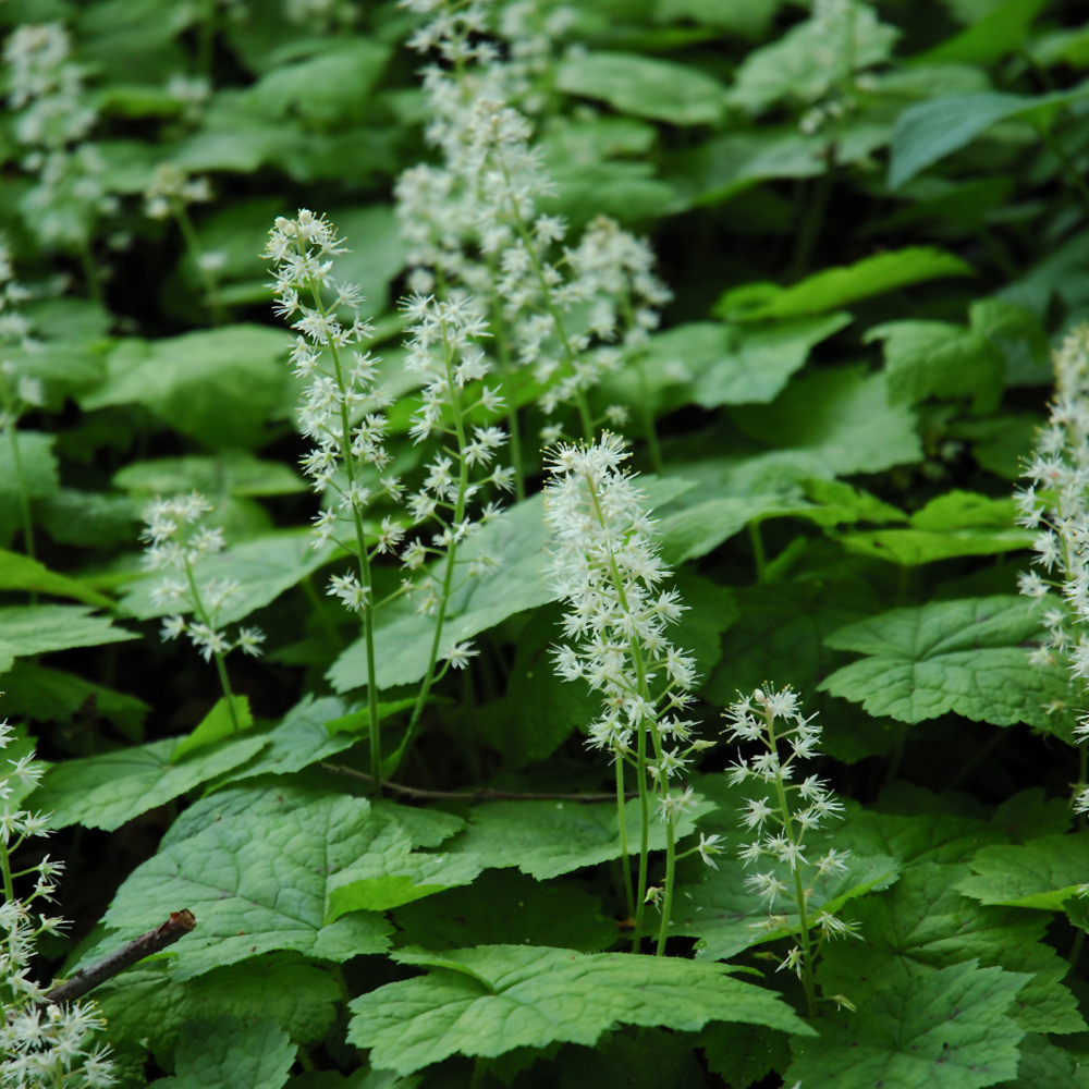Creeping Foamflower Ship My Plants