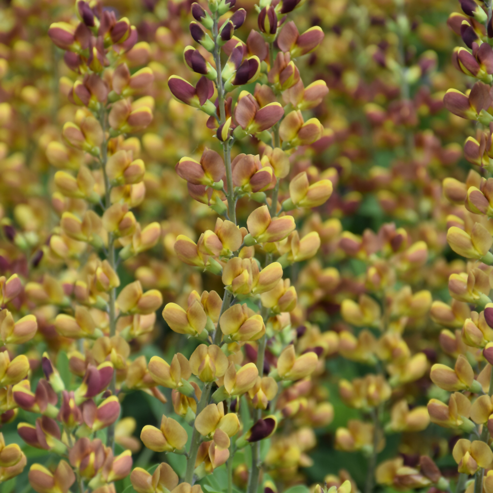 Decadence® Cherries Jubilee False Indigo Ship My Plants