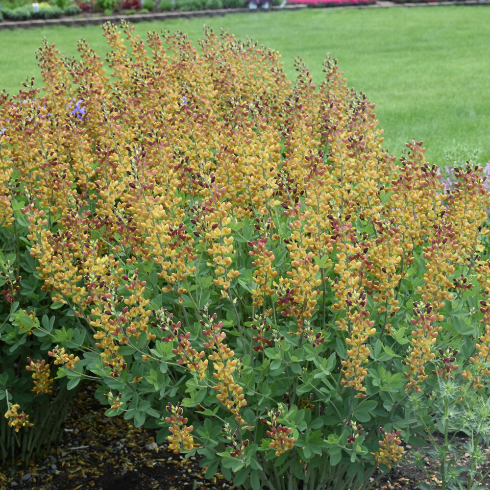 Decadence® Cherries Jubilee False Indigo Ship My Plants