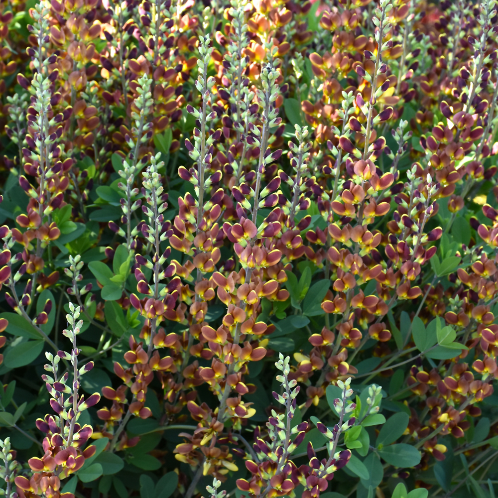 Decadence® Cherries Jubilee False Indigo Ship My Plants