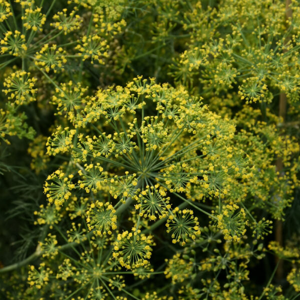 Fernleaf Dill Live Plant in 4" Pot Ship My Plants