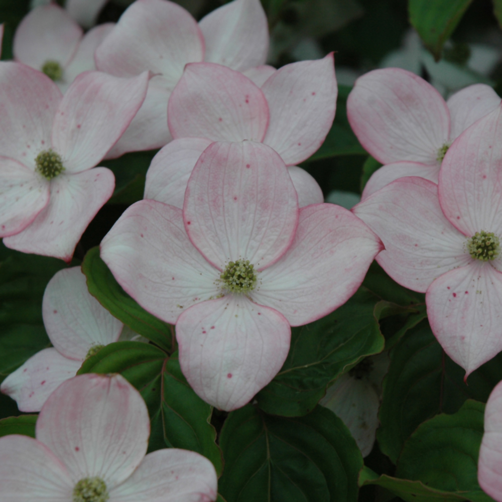 Flowering Dogwood | Ship My Plants