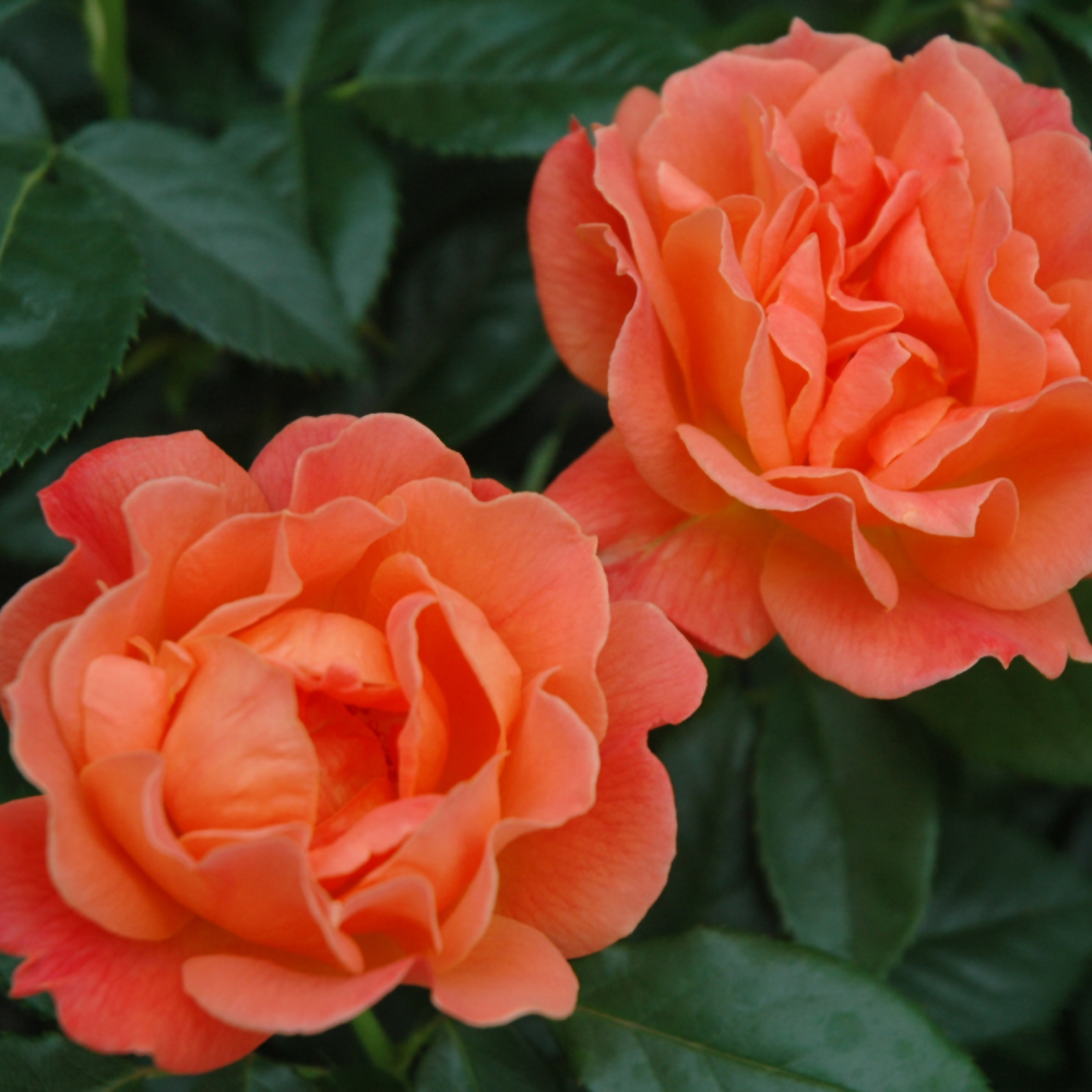 Livin Easy™ Rose Ship My Plants