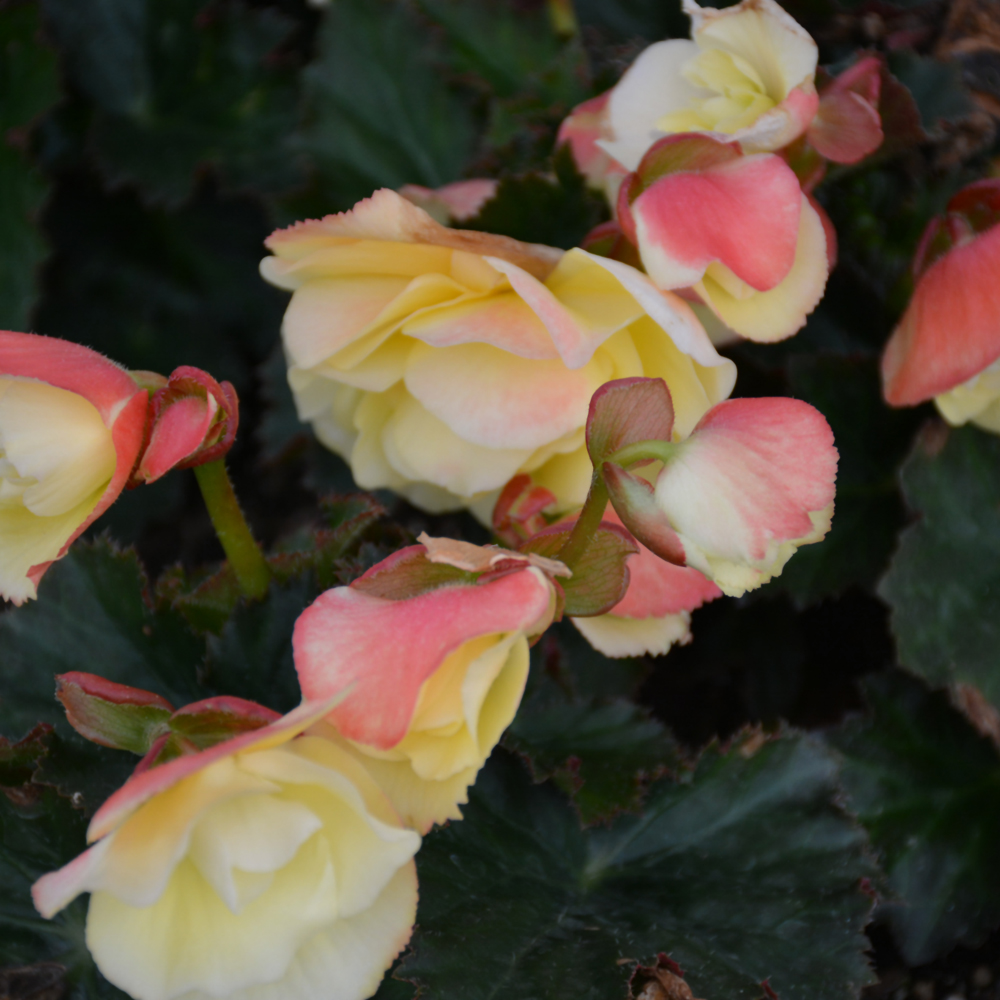 Fragrant Falls® Lemon Begonia Ship My Plants
